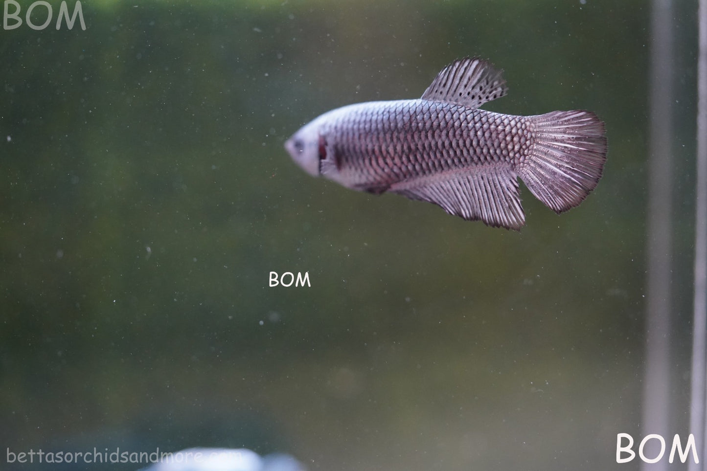 LIVE BETTA JUNIOR GIANT FEMALE COPPER | BOM-A316