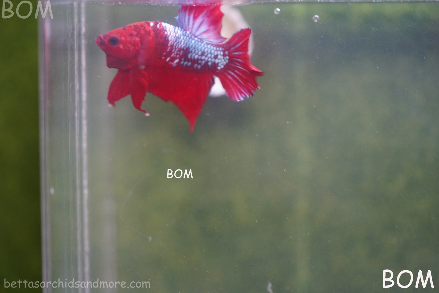 LIVE BETTA HMPK MALE FANCY RED | BOM-A177
