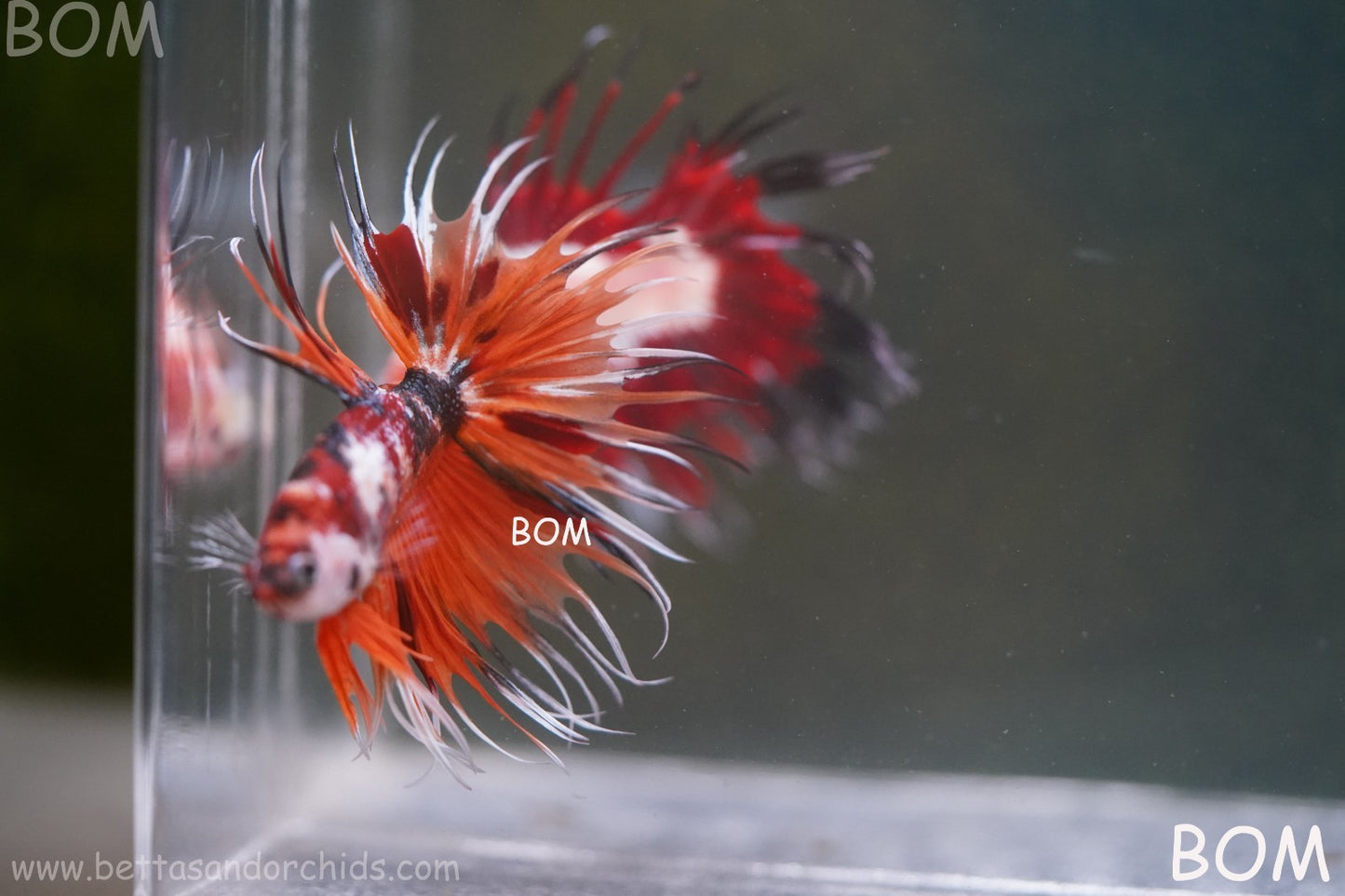 LIVE BETTA MALE DRAGONS CROWN LEOPARDS : Unique Fish | BOM-A300