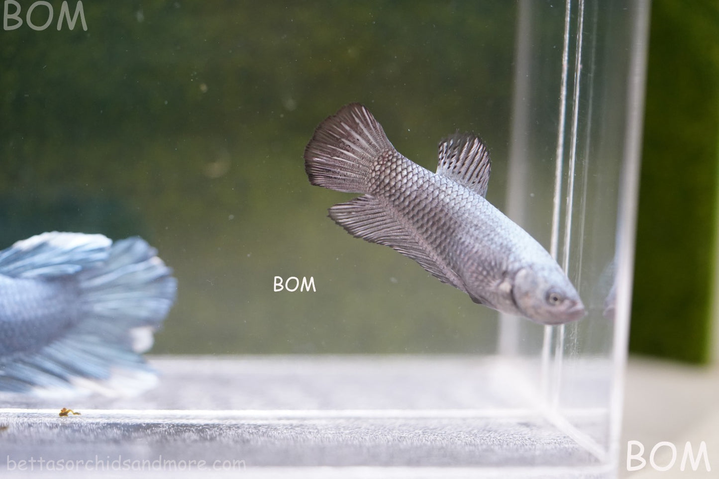 LIVE BETTA JUNIOR GIANT FEMALE COPPER | BOM-A316