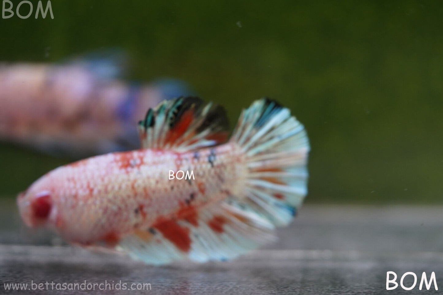 Betta Plakat GIANT MALE MULTICOLOUR | BOM-A99