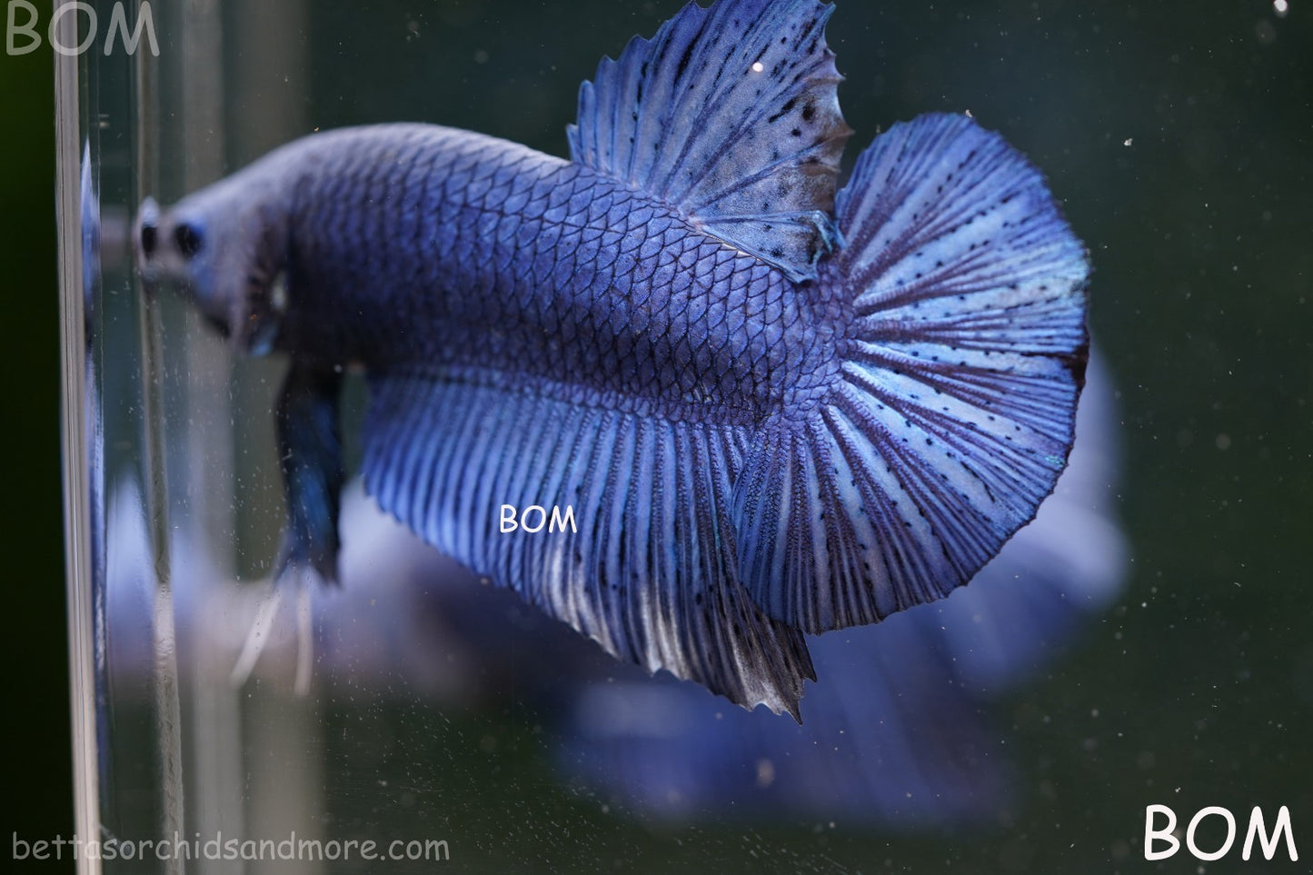 Betta Plakat GIANT MALE BLUE SERIES 5 CM BO | BOM-A304