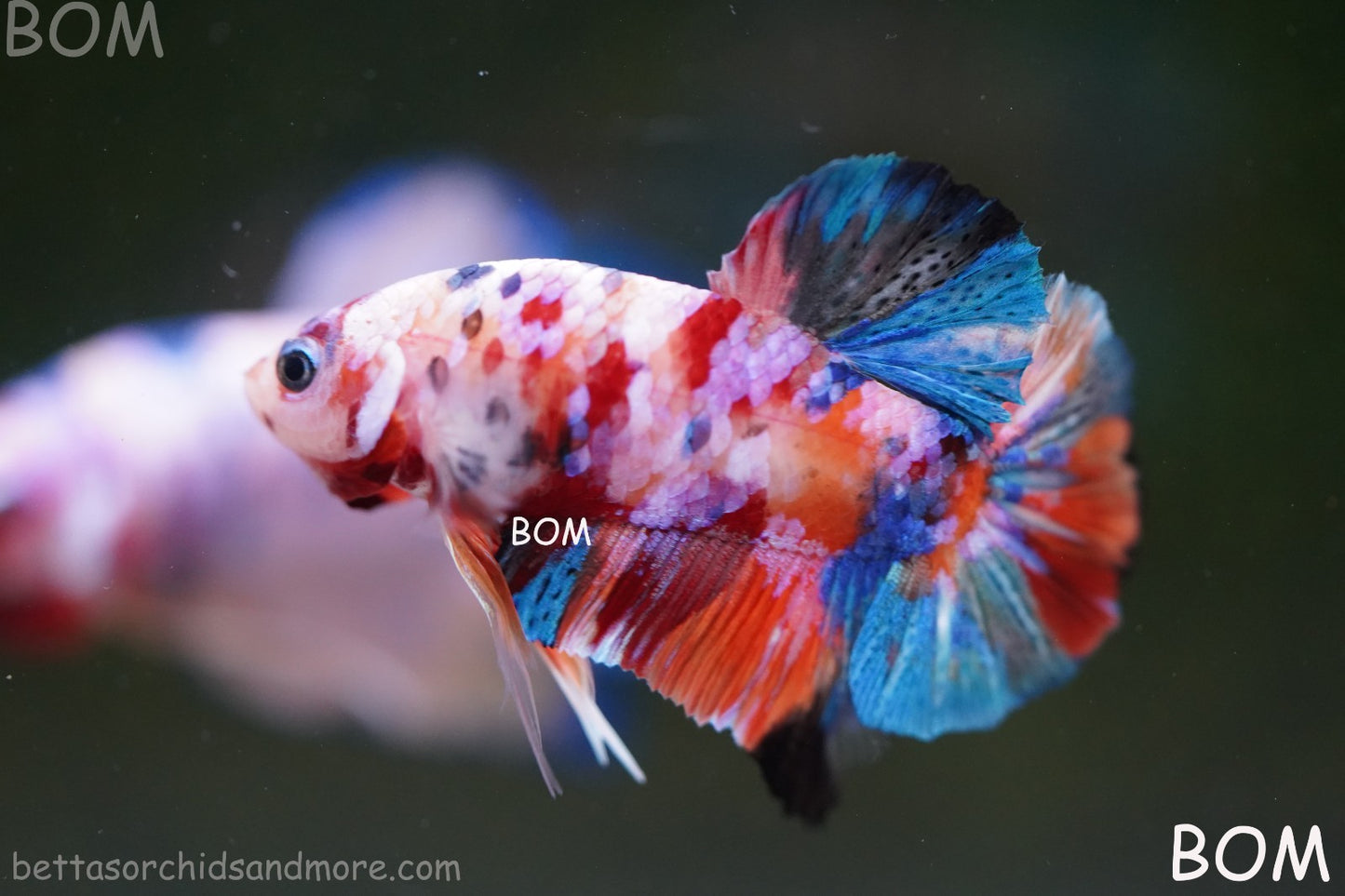 LIVE BETTTA MALE METALLIC MULTICOLOUR HMPK BEAUTIFUL COLOURS | BOM-A282