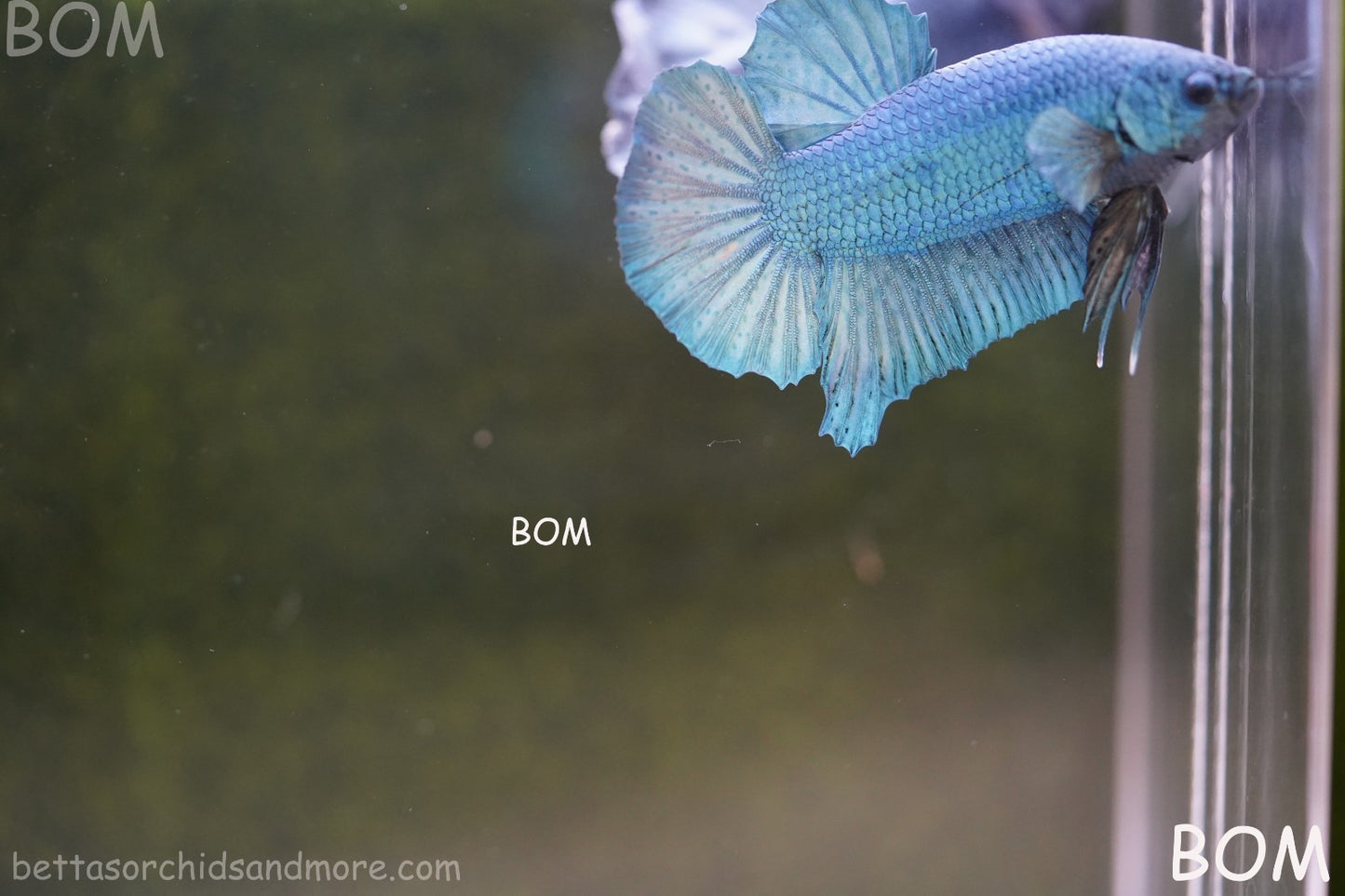Betta Plakat GIANT MALE BLUE SERIES 5 CM BO | BOM-A307