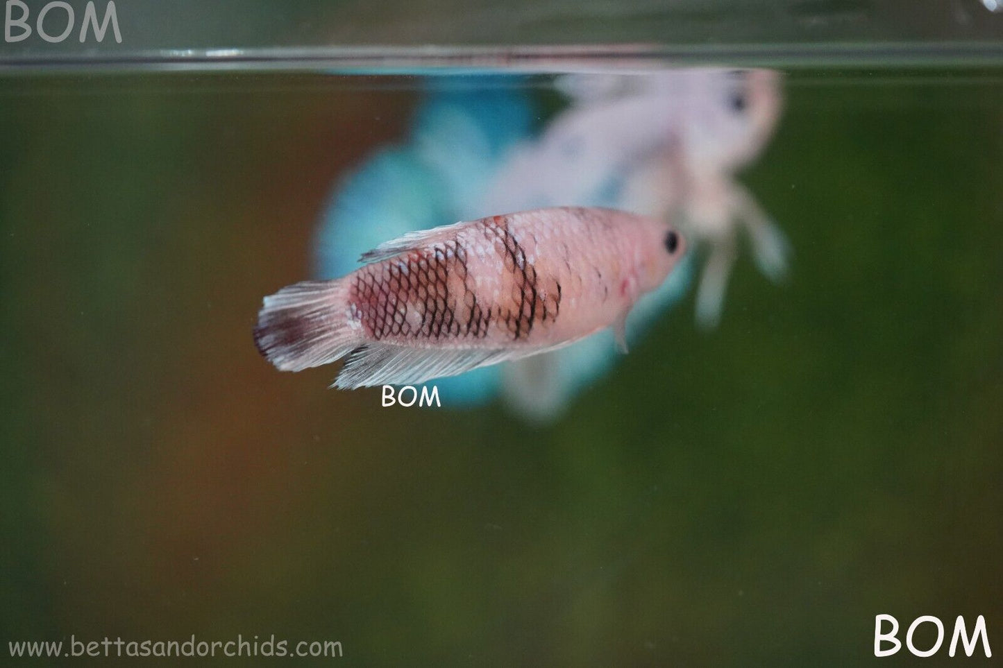 LIVE BETTTA BIG FEMALE MULTICOLOUR HMPK | BOM-A121