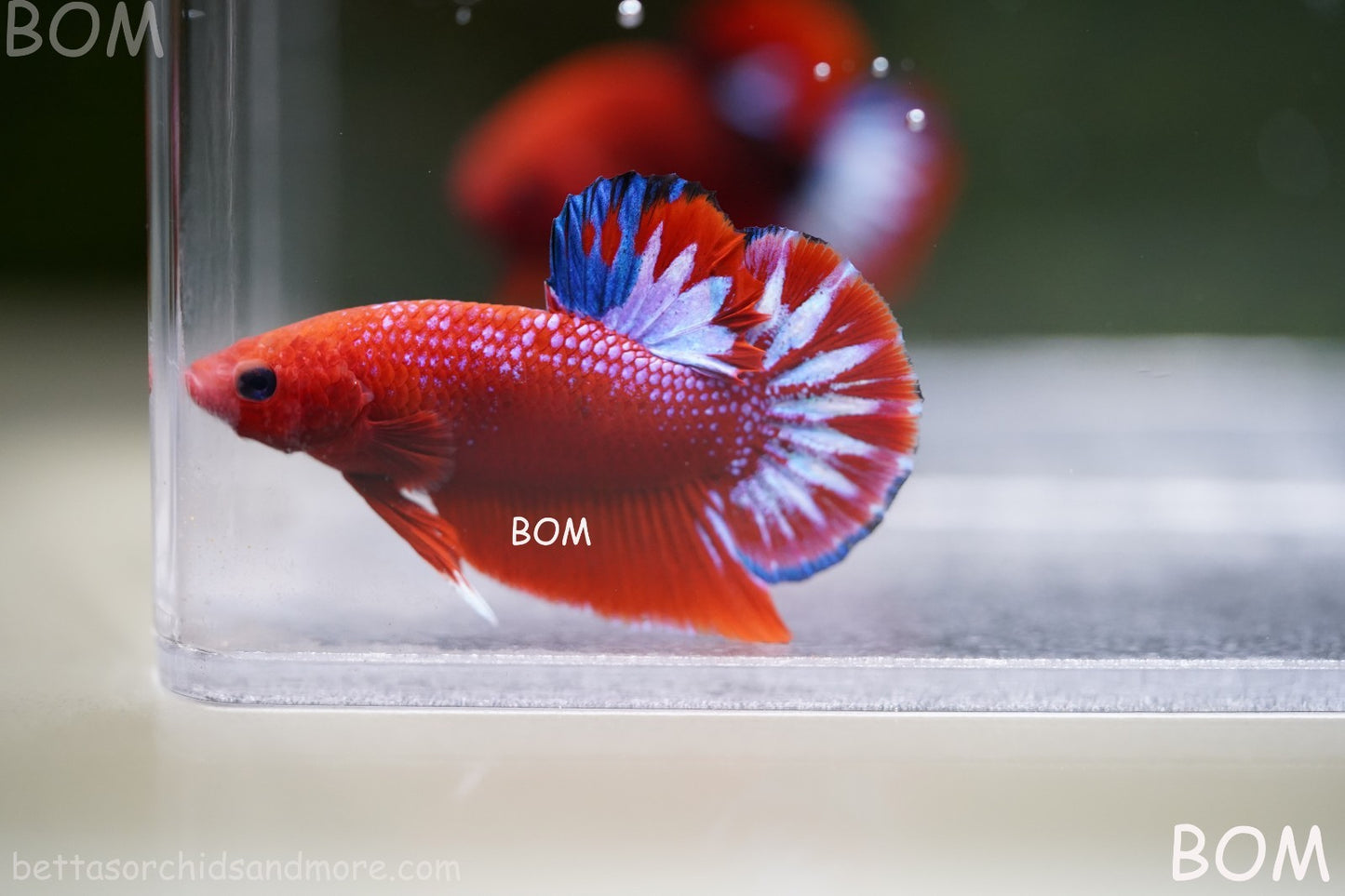 PREMIUM MALE HELLBOY HMPK BETTA Fish:Live HMPK | BOM-A270