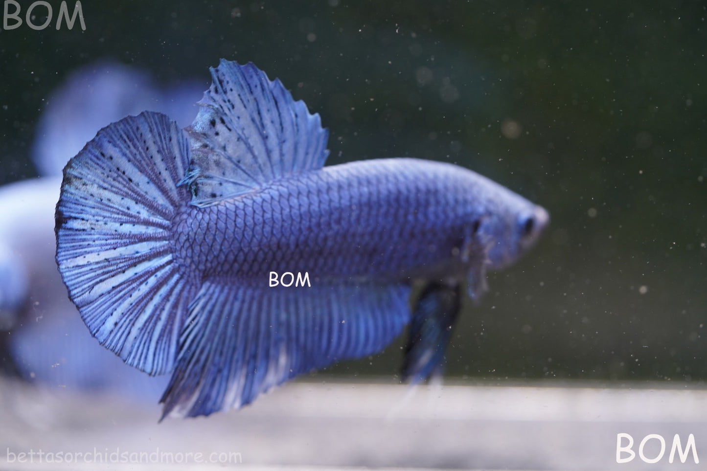 Betta Plakat GIANT MALE BLUE SERIES 5 CM BO | BOM-A304