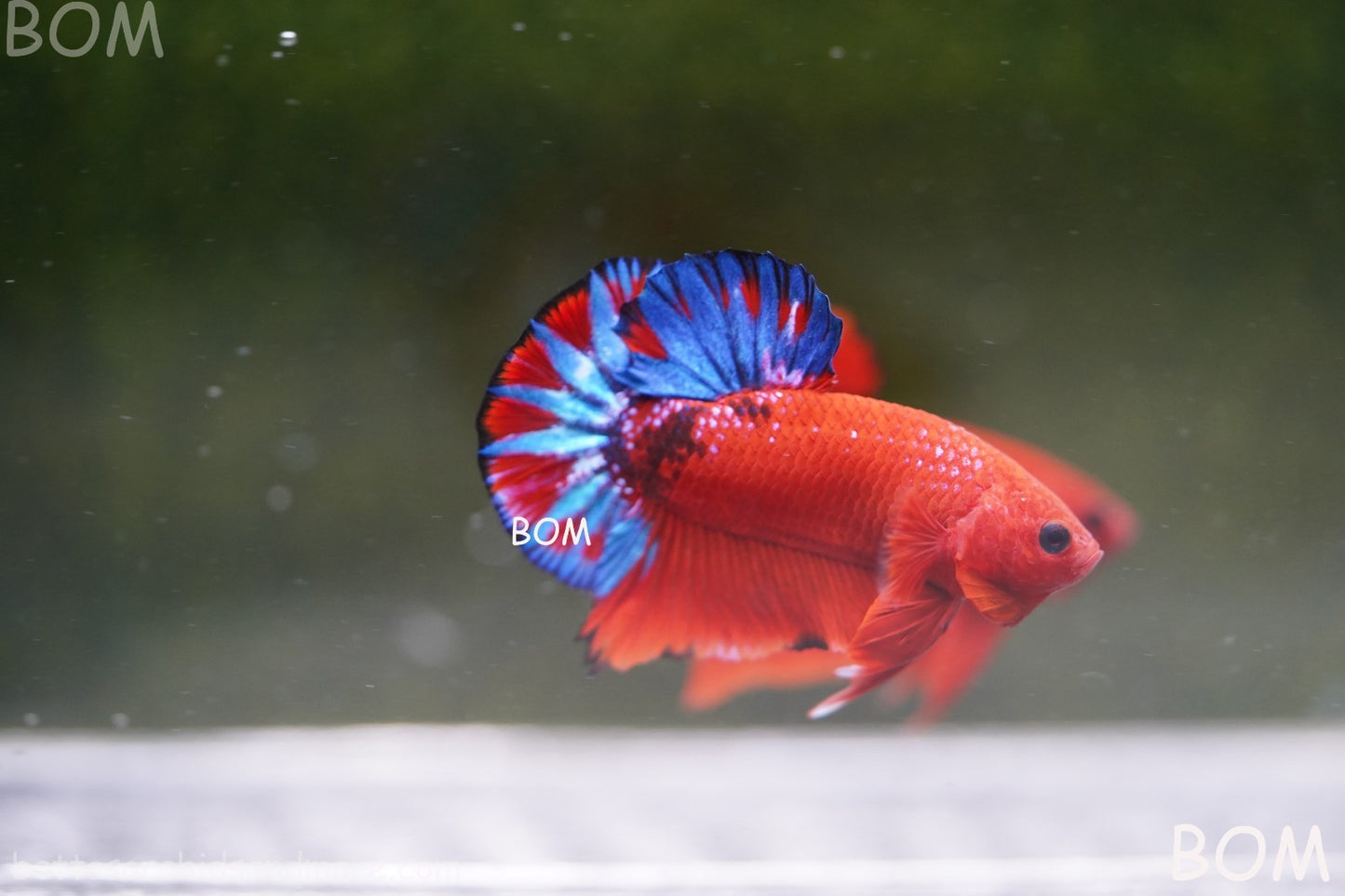 PREMIUM MALE HELLBOY HMPK BETTA Fish:Live HMPK | BOM-A271