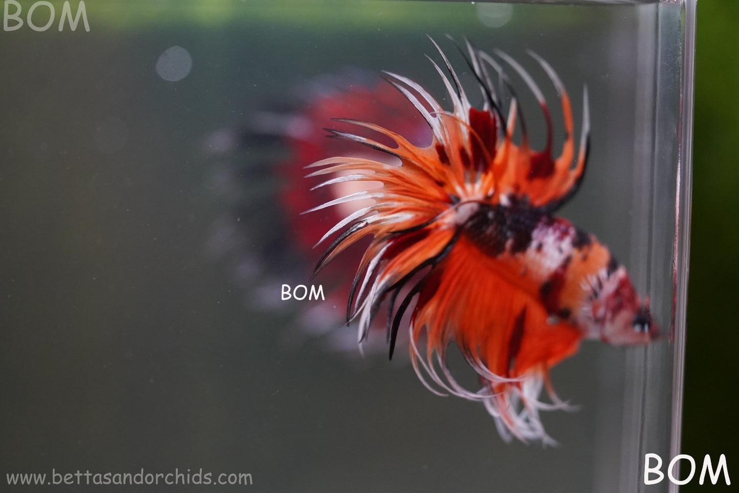 LIVE BETTA MALE DRAGONS CROWN LEOPARDS : Unique Fish | BOM-A300