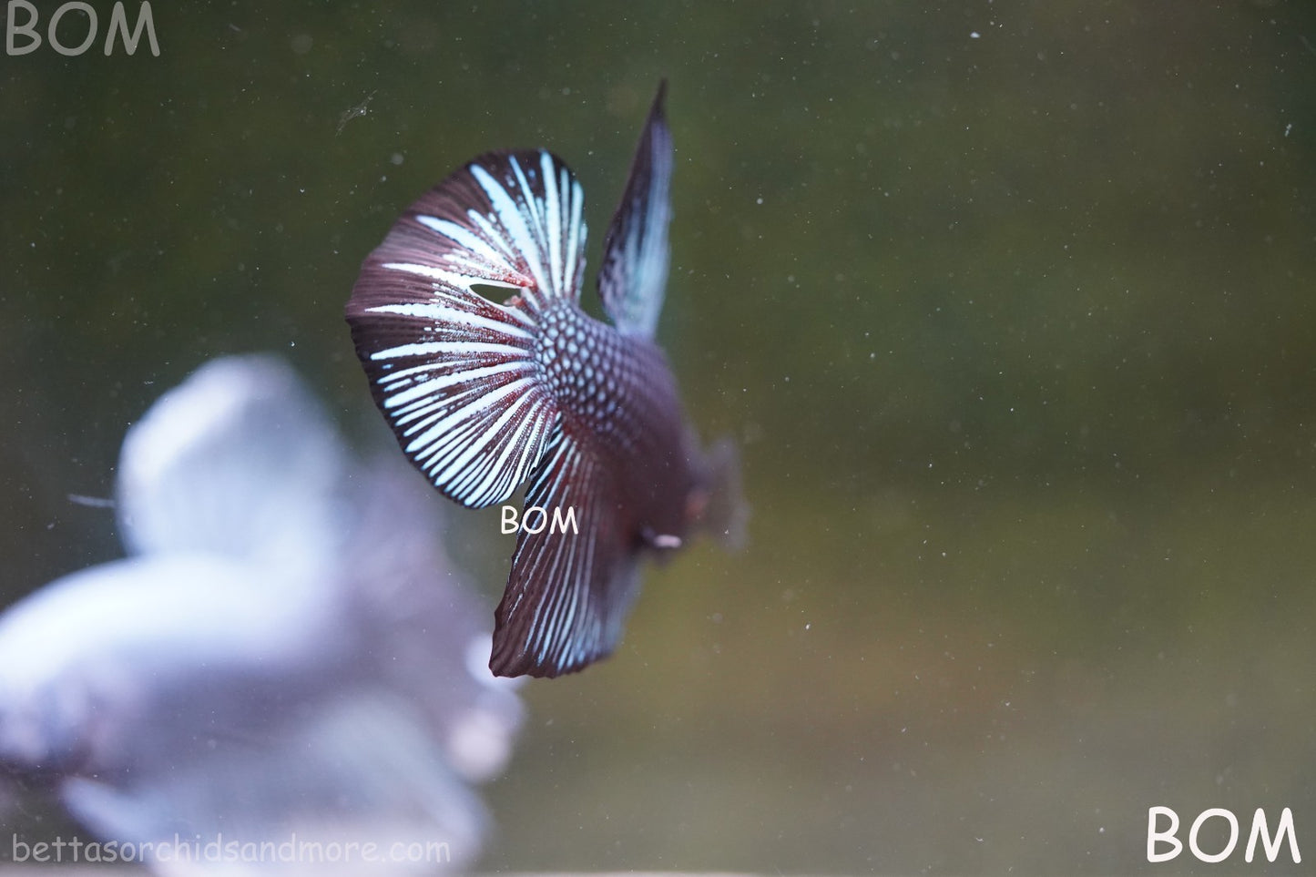 LIVE BETTA GIANT MALE BLUE SERIES 5 CM BO | BOM-A313