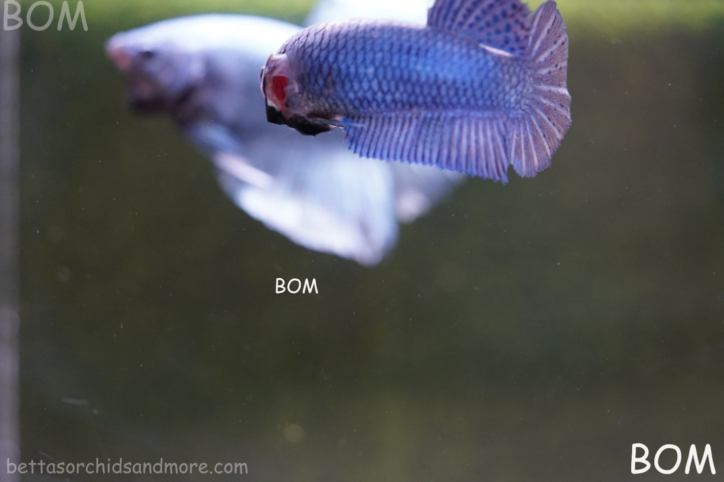 LIVE BETTA GIANT FEMALE BLUE SERIES | BOM-A308