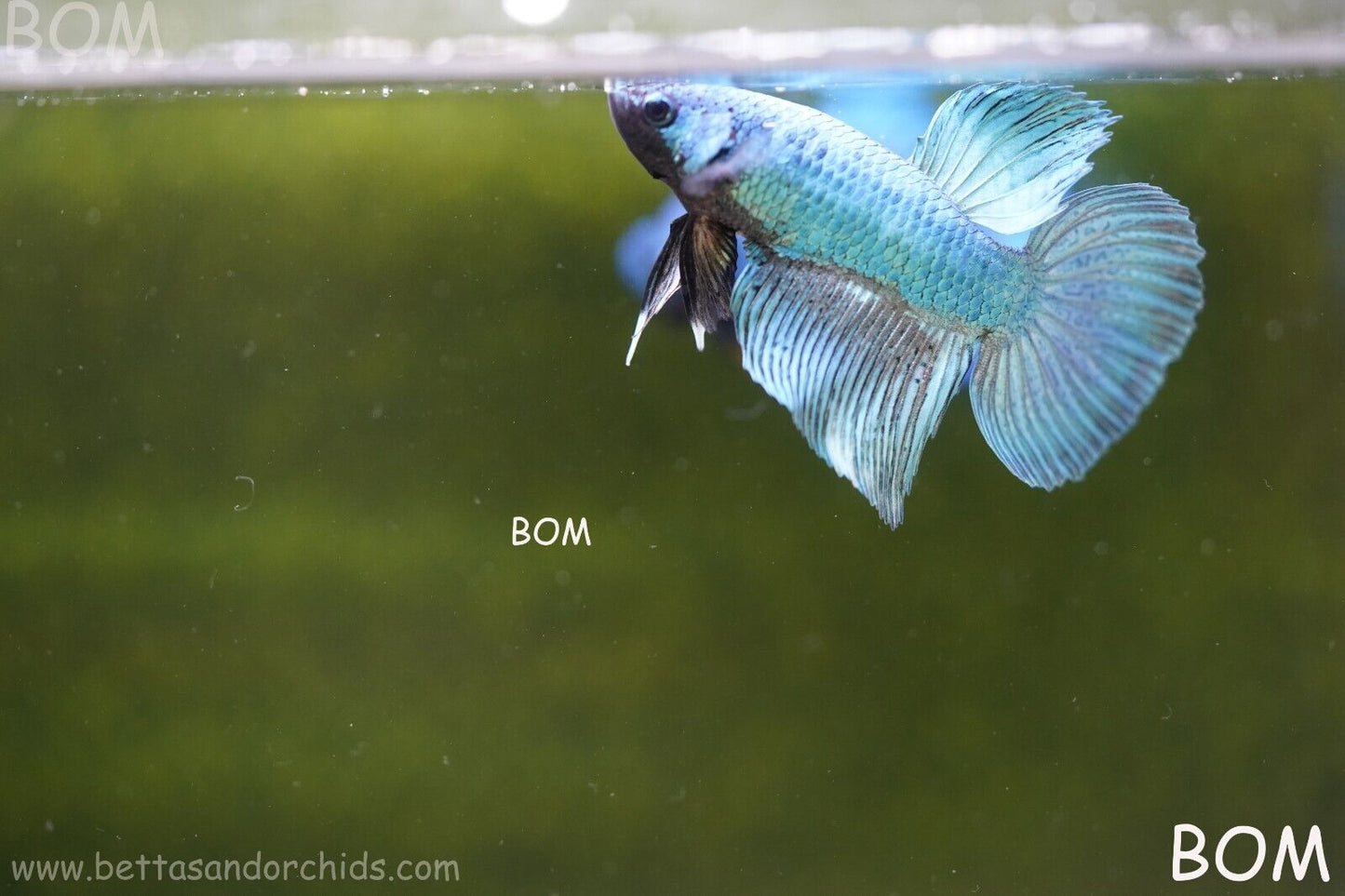 MALE BLUE MASKED FACE SERIES Plakat Betta Fish: Live HMPK BOM-A69