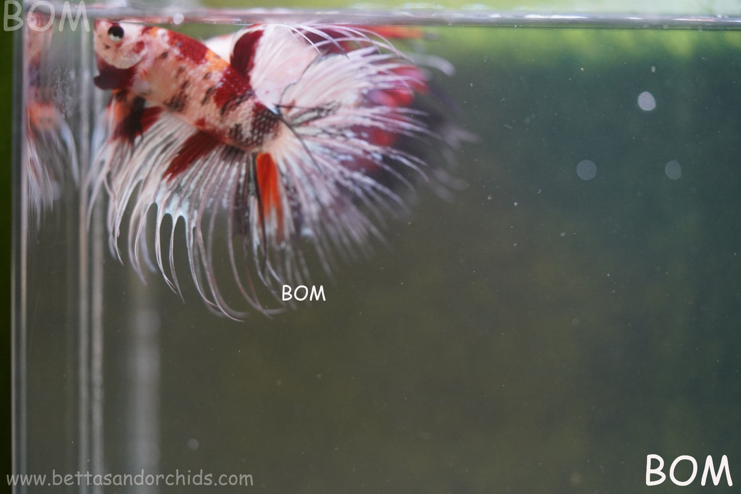 LIVE BETTA MALE CROWN RED KOI : Unique Fish | BOM-A295