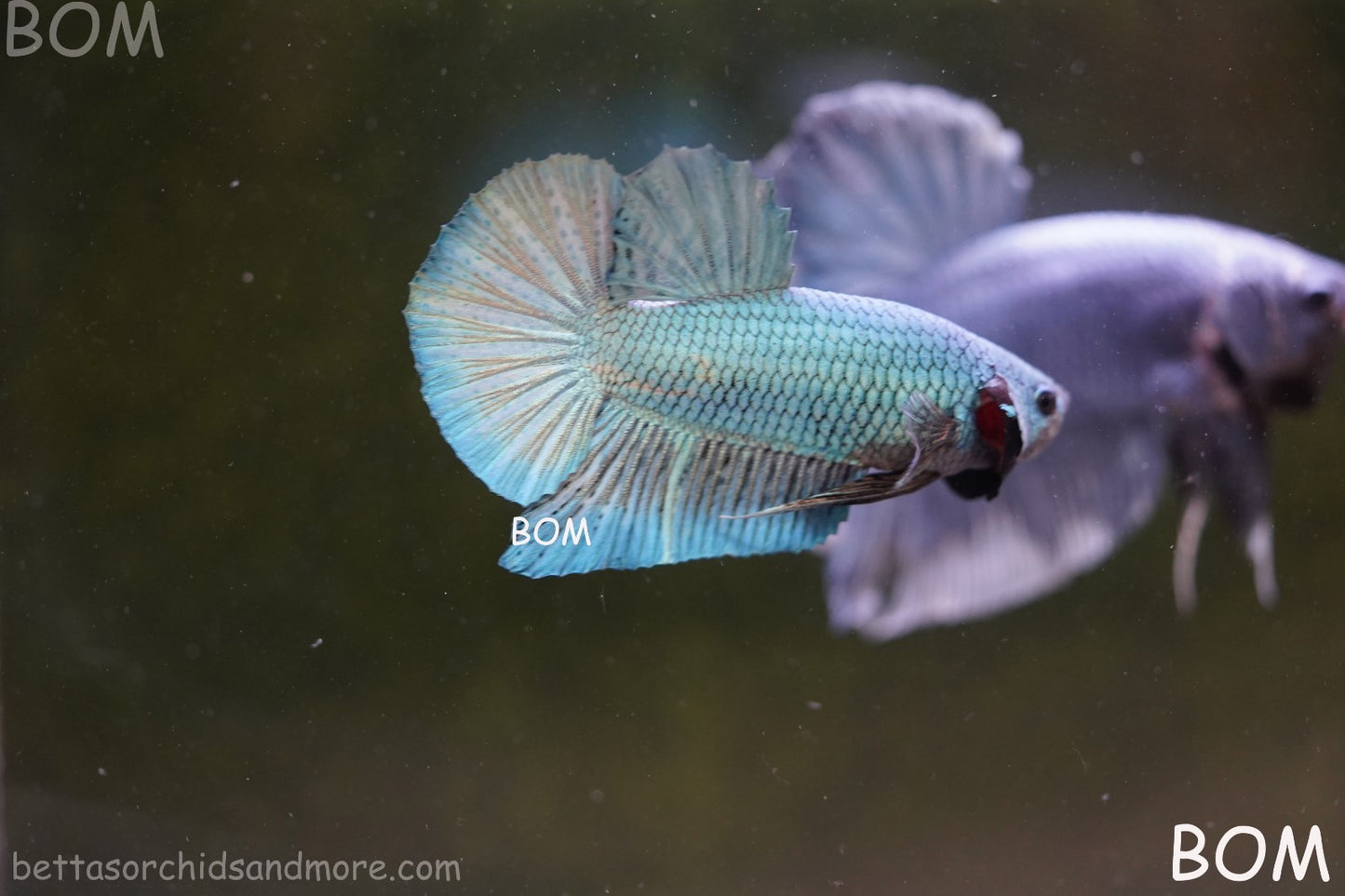 LIVE BETTA GIANT MALE BLUE SERIES 5 CM BO | BOM-A312