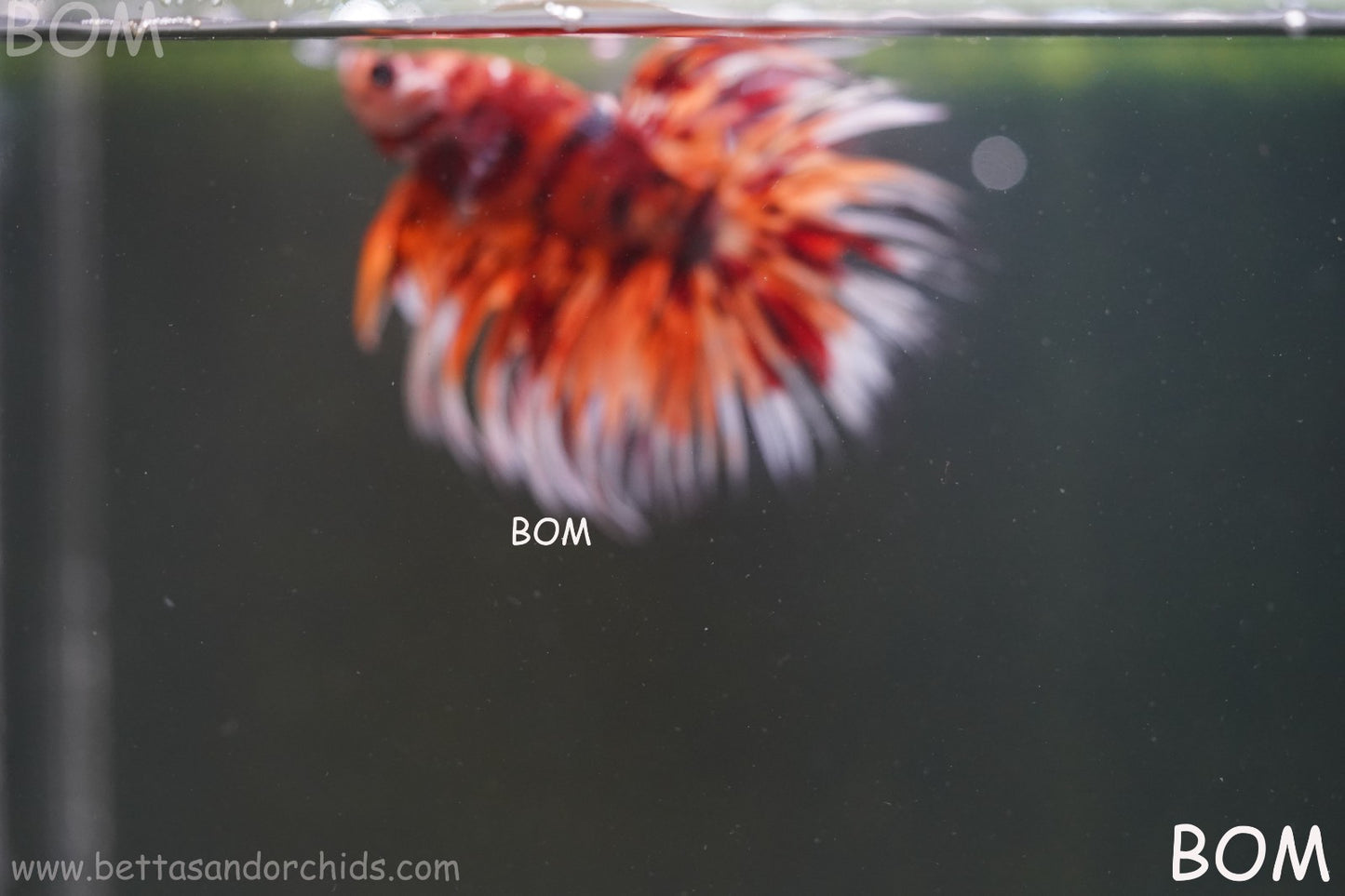 LIVE BETTA MALE CROWN LEOPARDS FIREWORKS : Unique Fish | BOM-A298