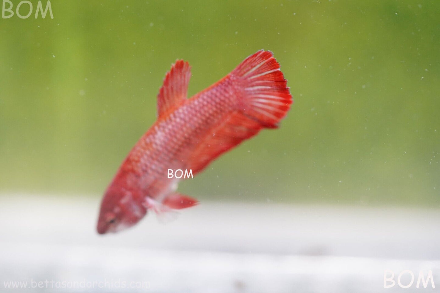 LIVE BETTA HMPK FEMALE FANCY RED | BOM975