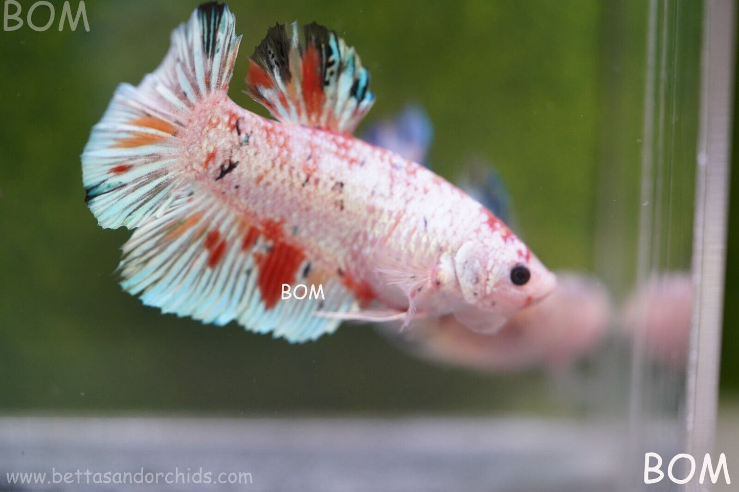 Betta Plakat GIANT MALE MULTICOLOUR | BOM-A99