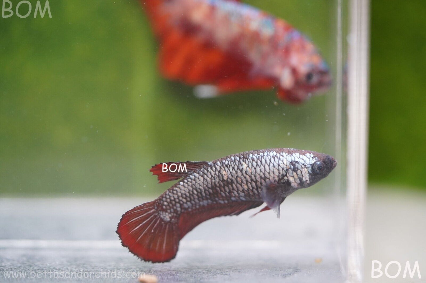FEMALE RED SAMURAI HMPK Betta Fish - SORORITY : BOM997