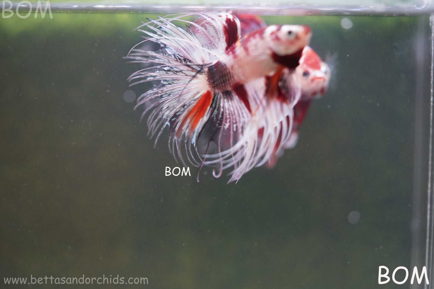 LIVE BETTA MALE CROWN RED KOI : Unique Fish | BOM-A295