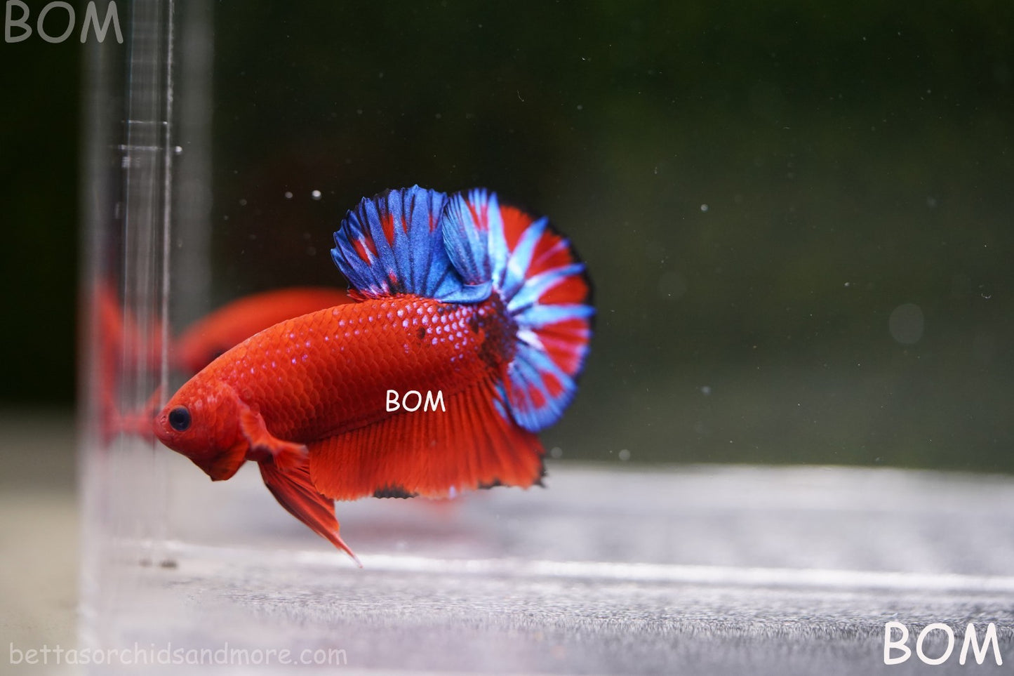 PREMIUM MALE HELLBOY HMPK BETTA Fish:Live HMPK | BOM-A271
