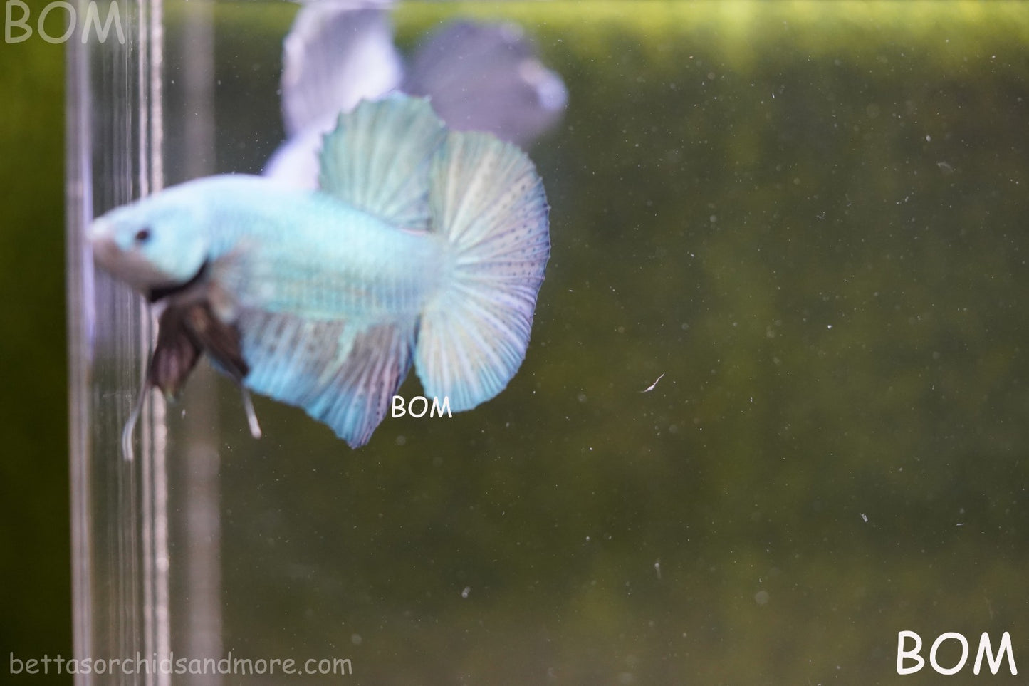 LIVE BETTA GIANT MALE BLUE SERIES 5 CM BO | BOM-A312