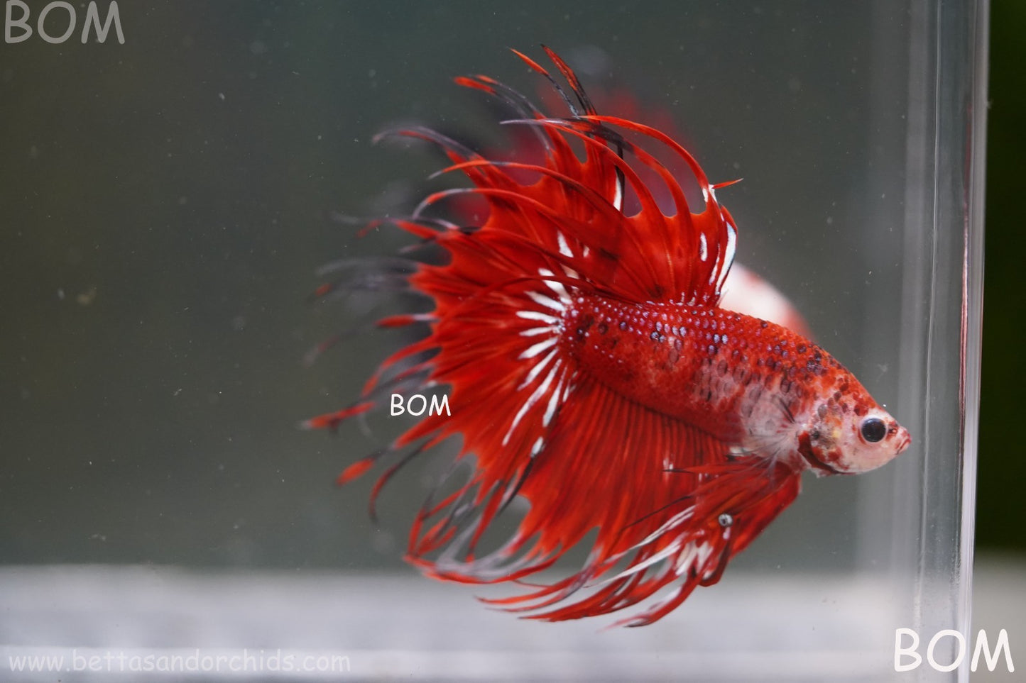 LIVE BETTA MALE CROWN FANTASTIC REDS KOI : Unique Fish | BOM-A303