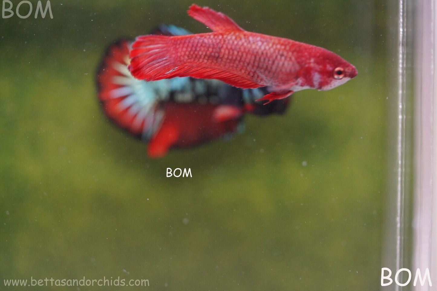 LIVE BETTA HMPK FEMALE FANCY RED | BOM975