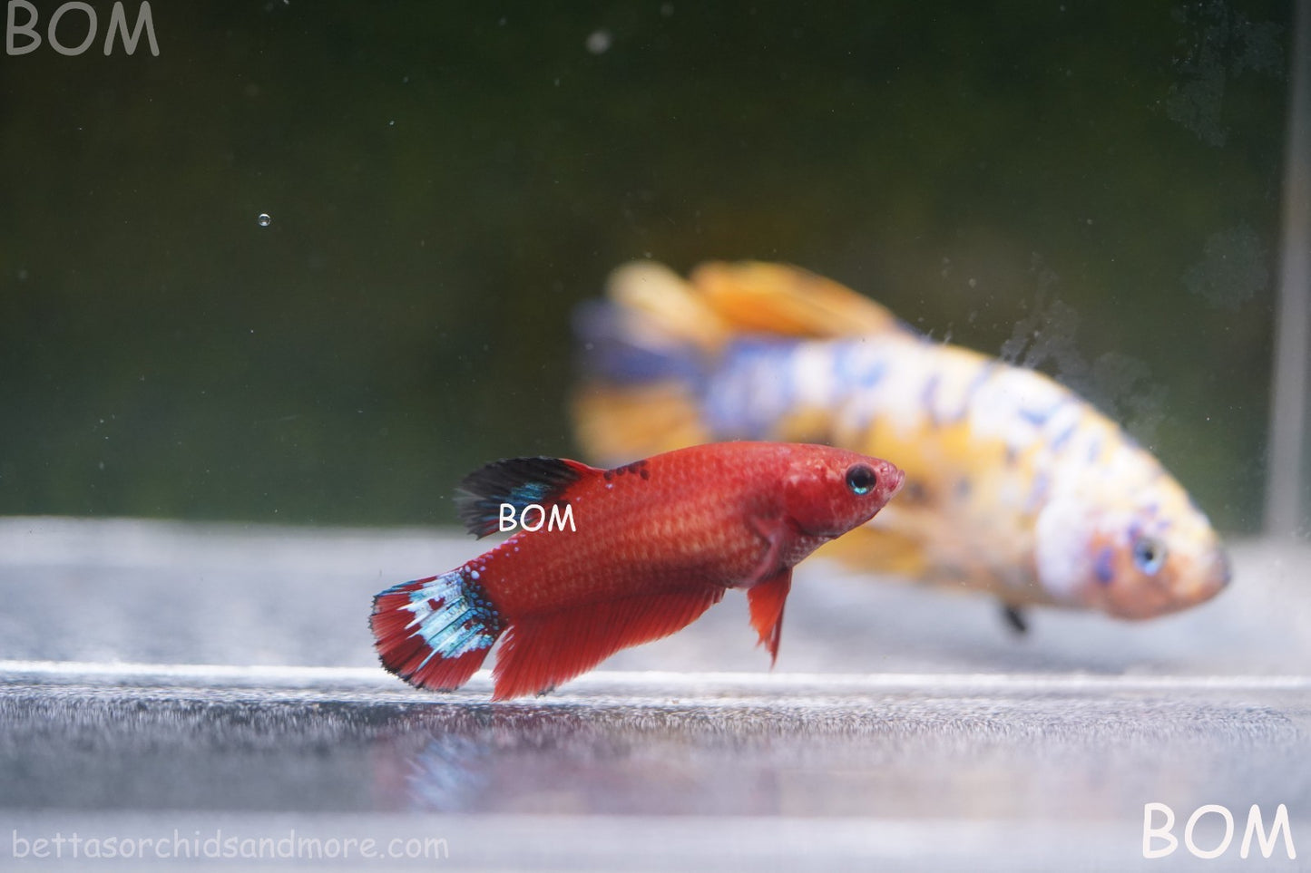 PREMIUM FEMALE HELLBOY HMPK BETTA Fish:Live HMPK | BOM-A277