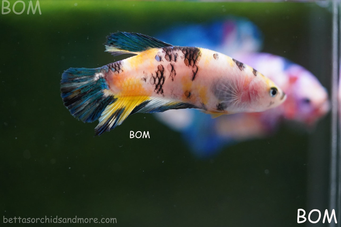 LIVE BETTTA FEMALE METALLIC MULTICOLOUR HMPK BEAUTIFUL COLOURS | BOM-A285
