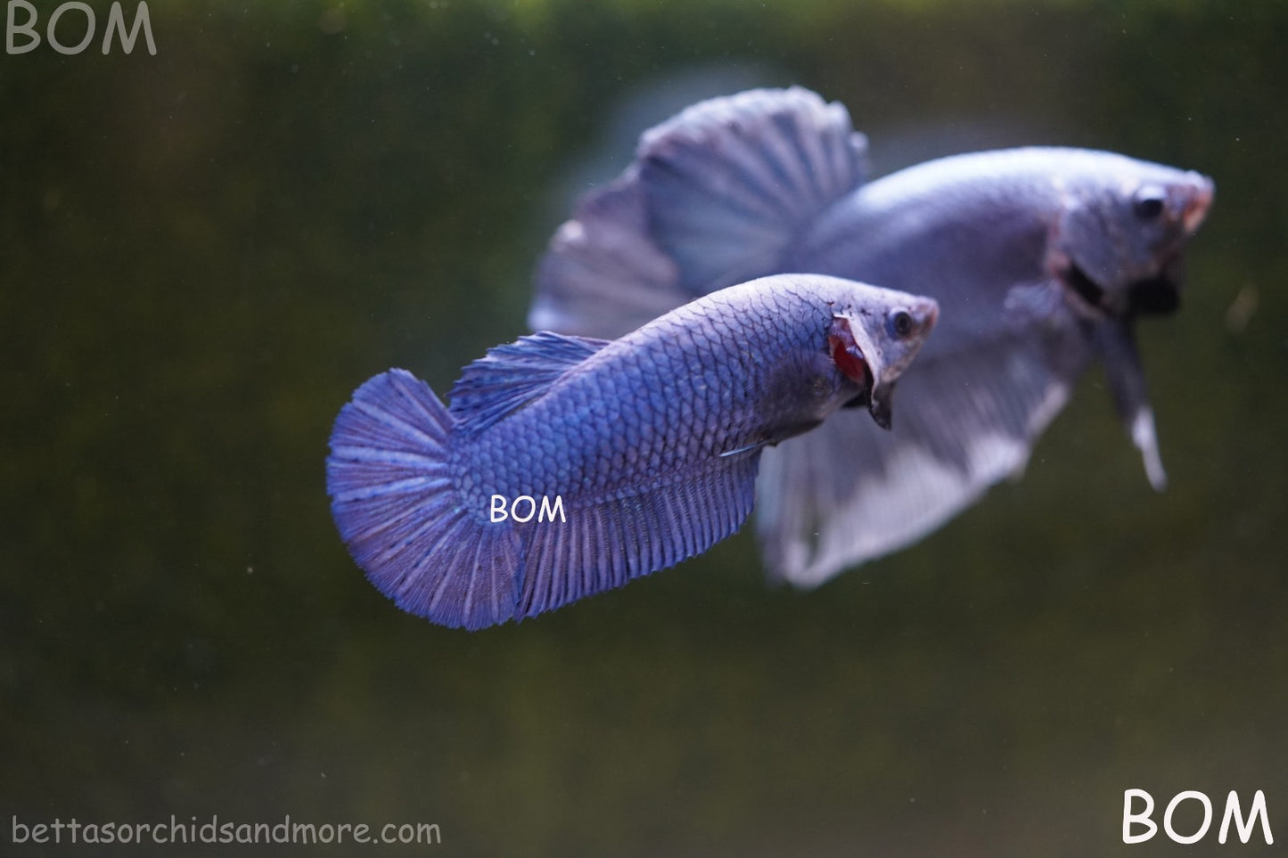 LIVE BETTA GIANT FEMALE BLUE SERIES | BOM-A308