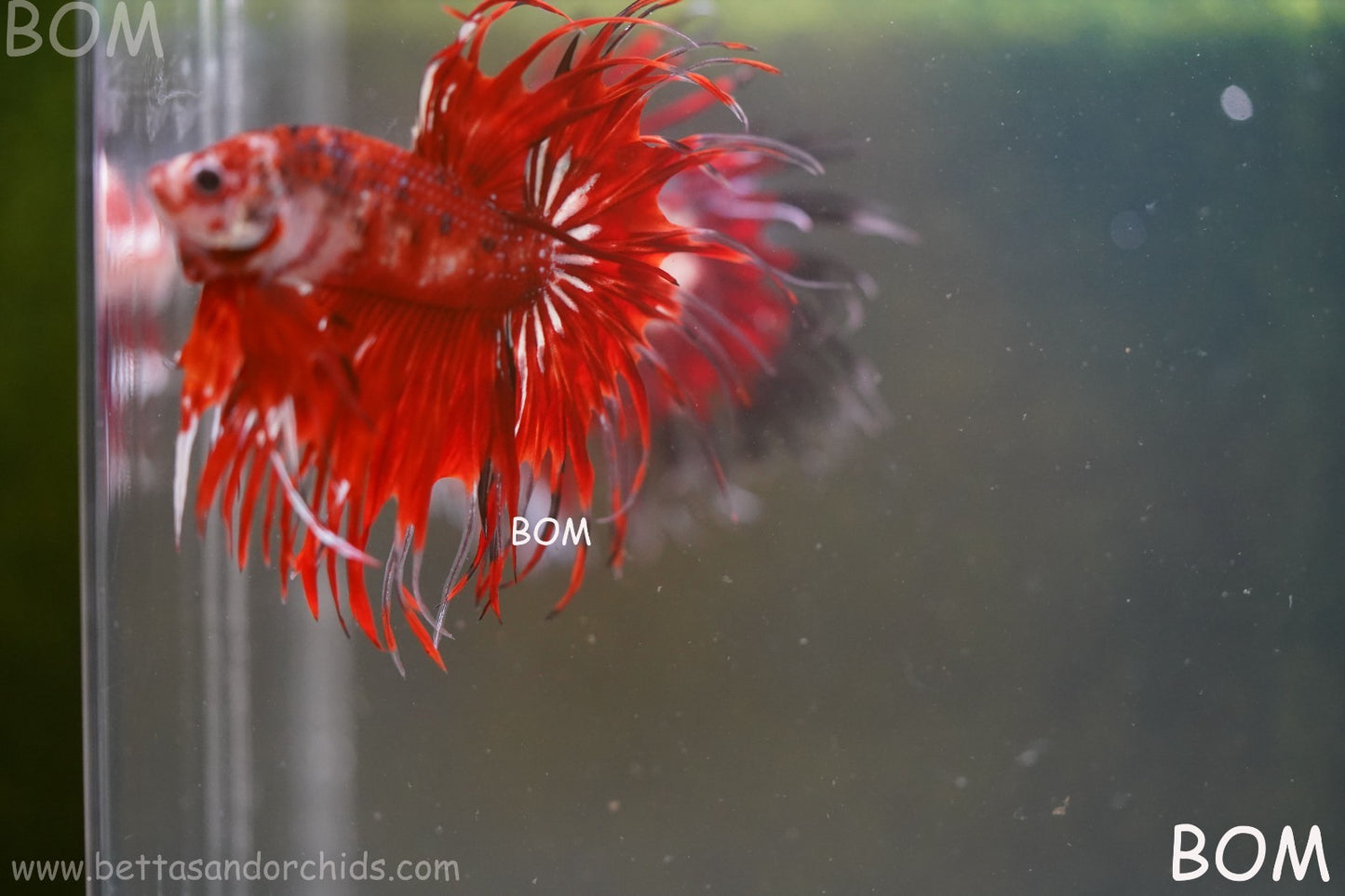 LIVE BETTA MALE CROWN FANTASTIC REDS KOI : Unique Fish | BOM-A303
