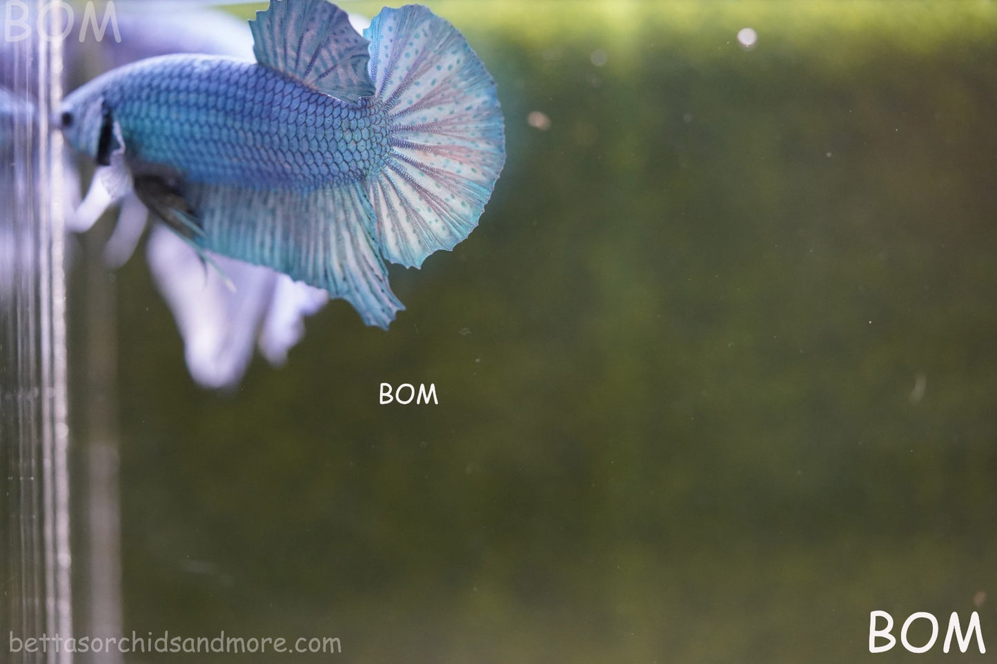 Betta Plakat GIANT MALE BLUE SERIES 5 CM BO | BOM-A307