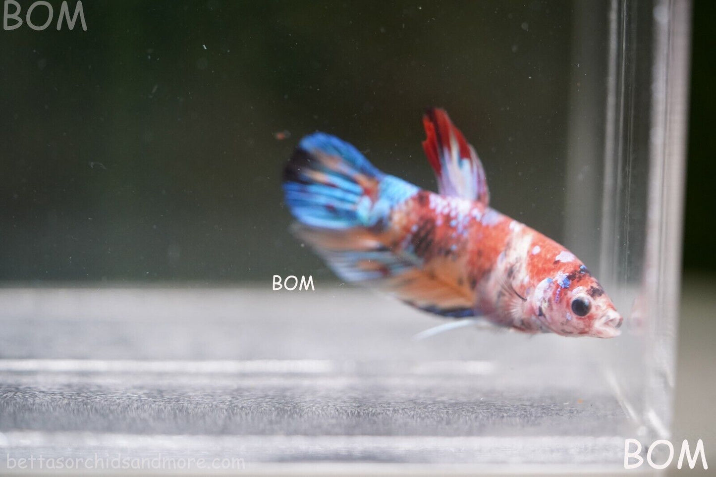 LIVE BETTTA BIG MALE MULTICOLOUR HMPK | BOM-A144