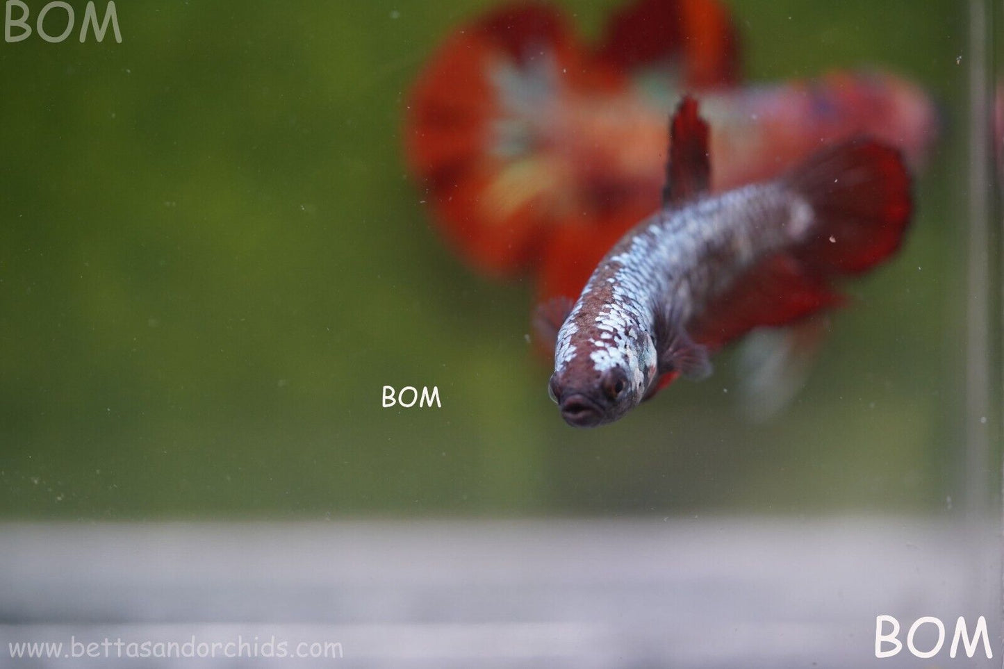 FEMALE RED SAMURAI HMPK Betta Fish - SORORITY : BOM997