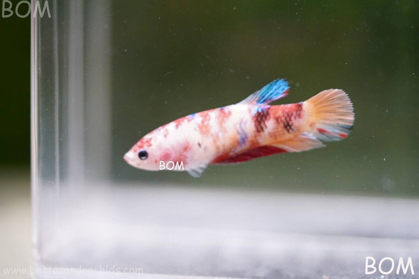 LIVE BETTTA BIG FEMALE MULTICOLOUR HMPK | BOM-A118
