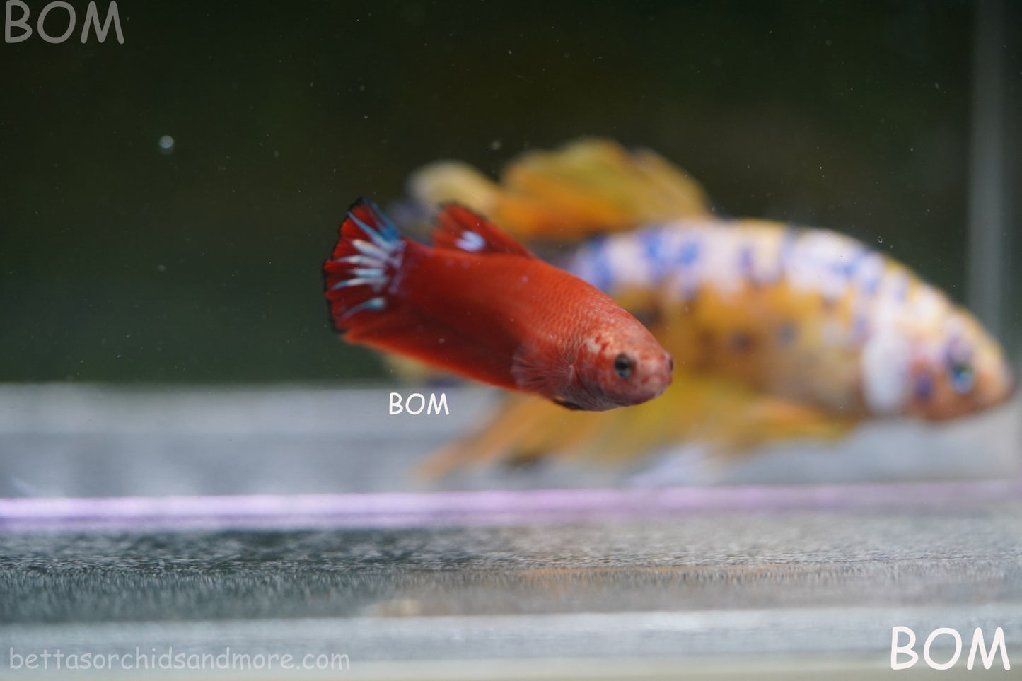 PREMIUM FEMALE HELLBOY HMPK BETTA Fish:Live HMPK | BOM-A276