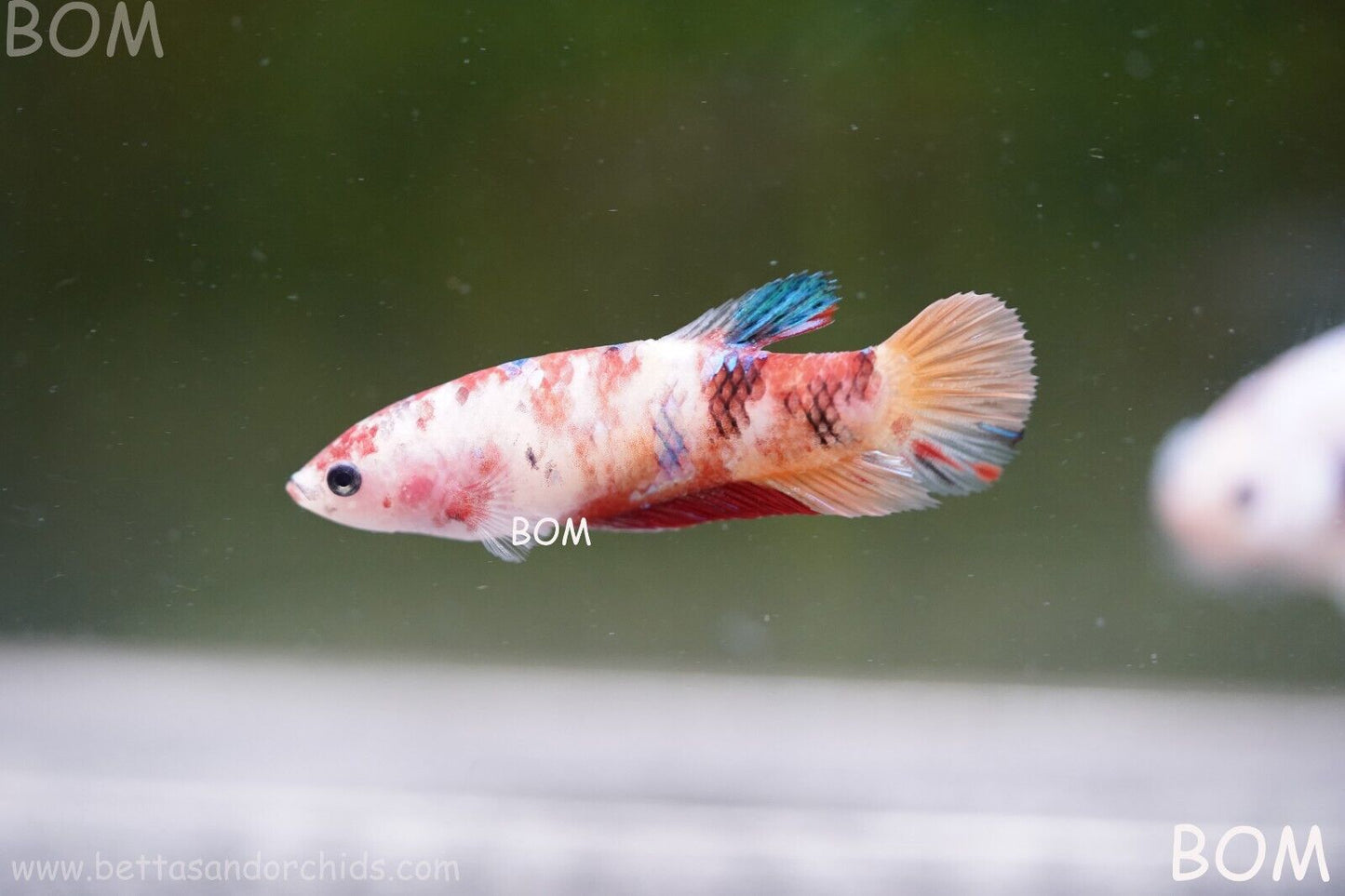 LIVE BETTTA BIG FEMALE MULTICOLOUR HMPK | BOM-A118