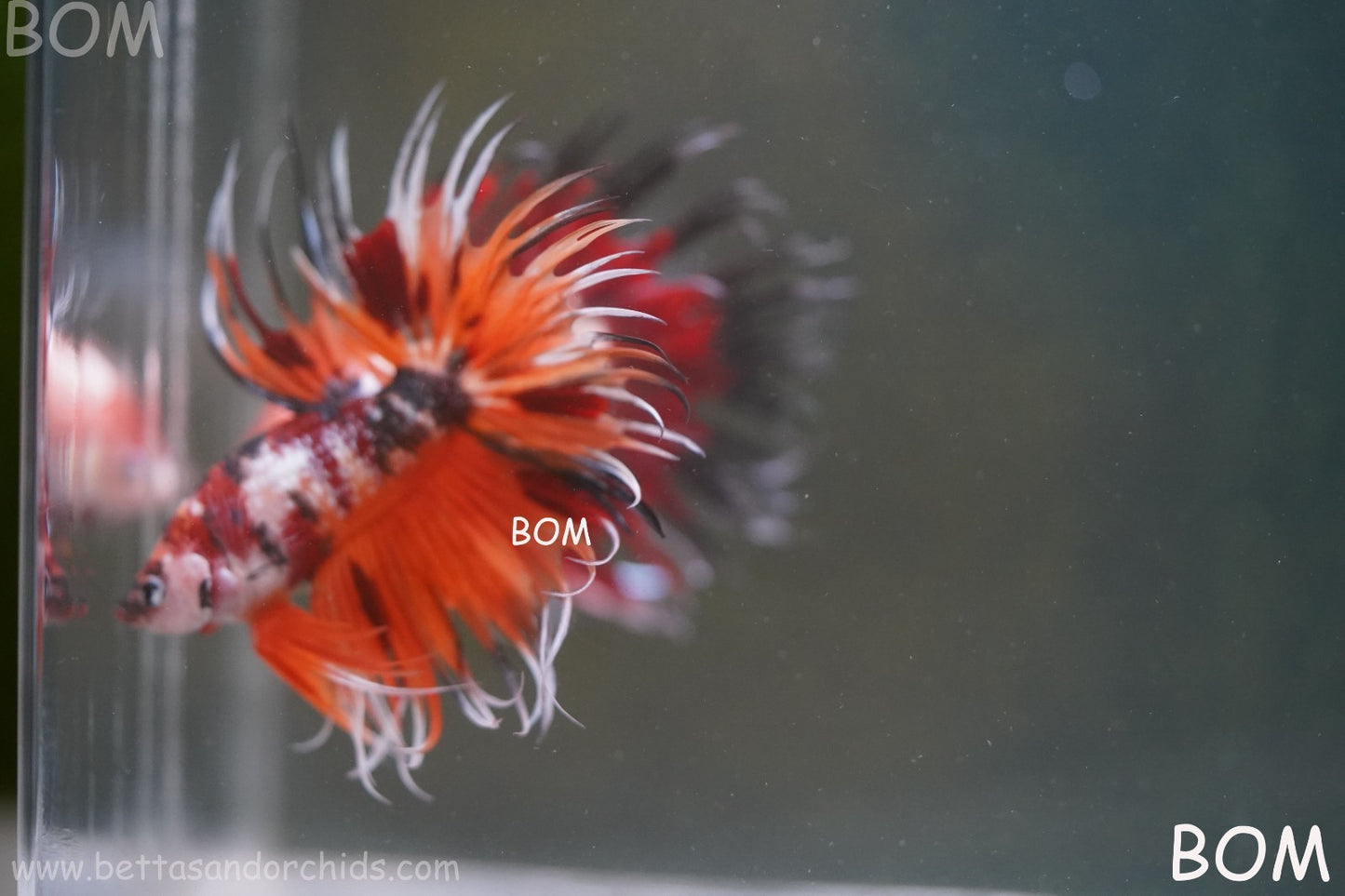 LIVE BETTA MALE DRAGONS CROWN LEOPARDS : Unique Fish | BOM-A300