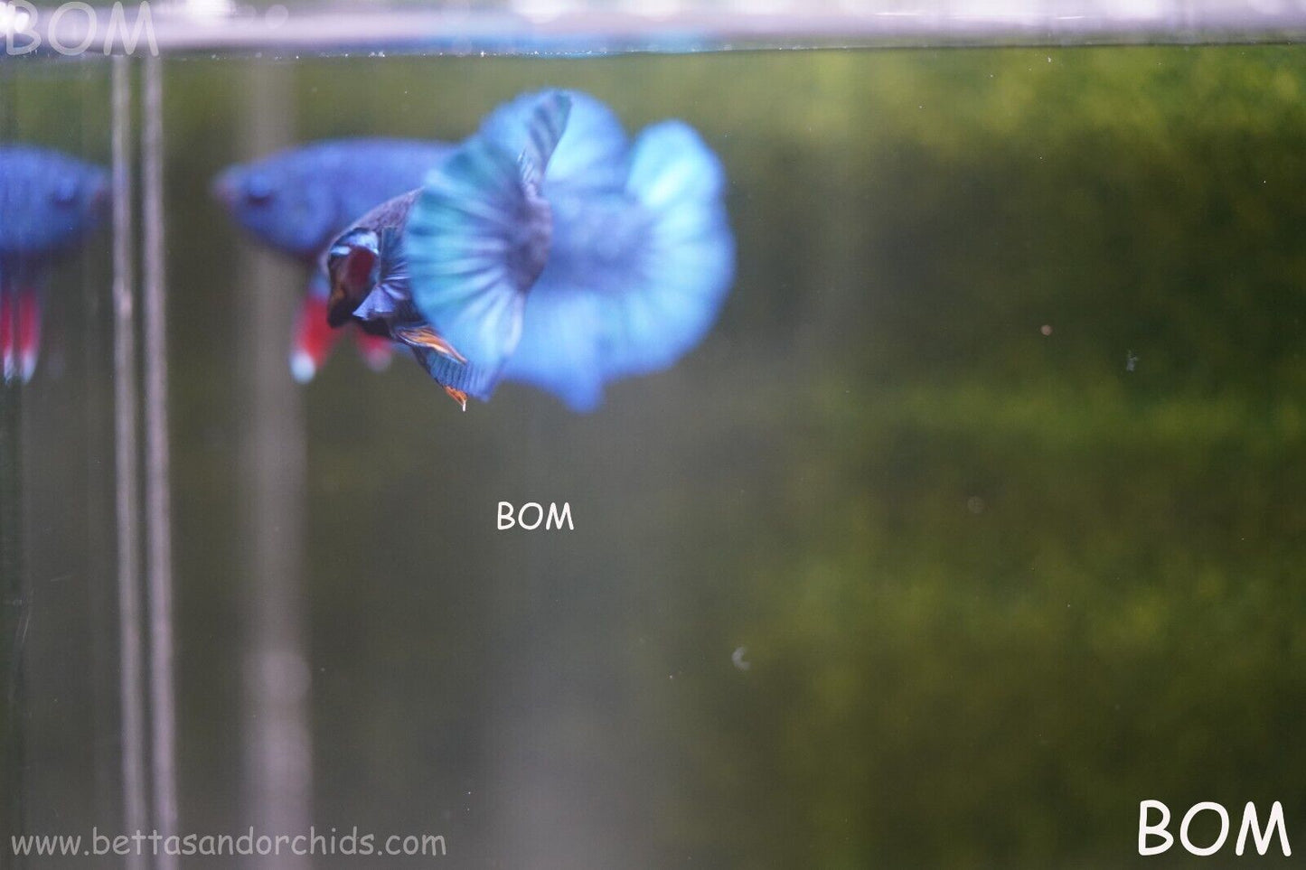 MALE GREEN ARMOUR SERIES Plakat Betta Fish: Live HMPK YELLOW TIE BOM-A65