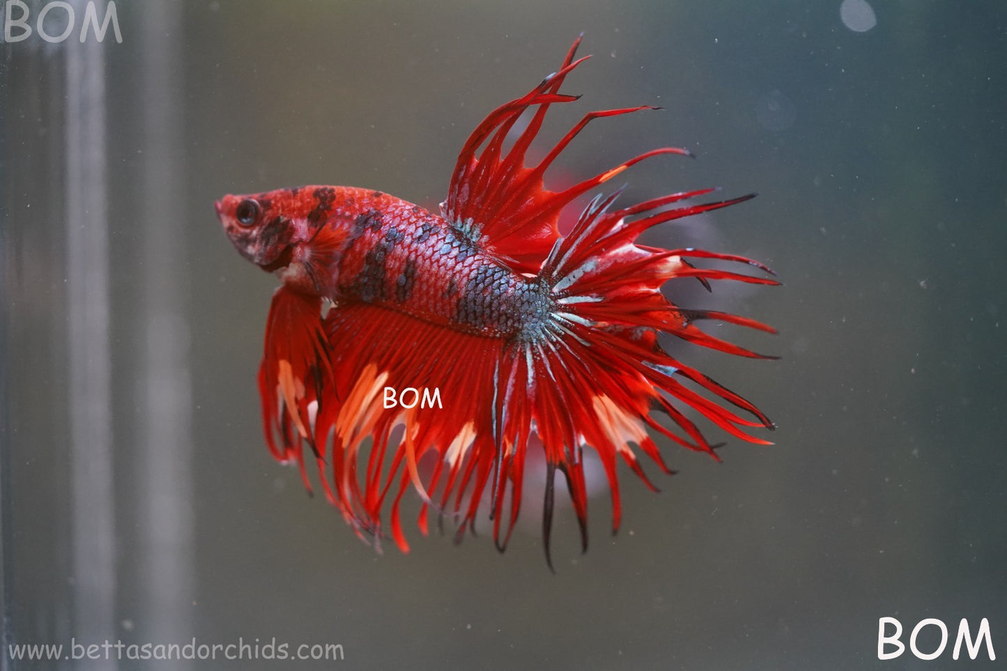LIVE BETTA MALE CROWN NEMO REDS : Unique Fish | BOM-A302