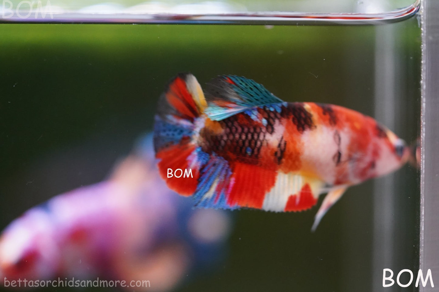 LIVE BETTTA FEMALE METALLIC MULTICOLOUR HMPK BEAUTIFUL COLOURS | BOM-A286