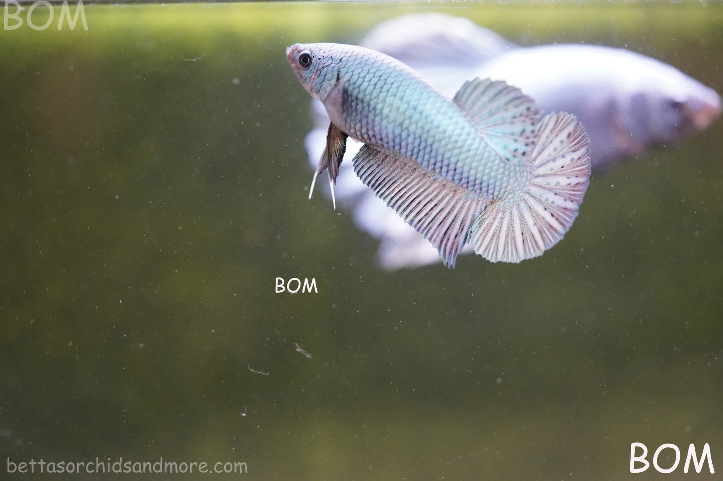 LIVE BETTA GIANT FEMALE BLUE SERIES | BOM-A314