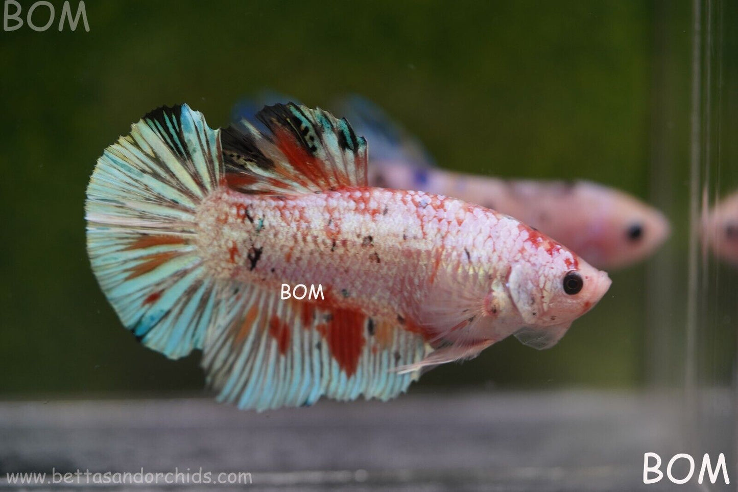Betta Plakat GIANT MALE MULTICOLOUR | BOM-A99