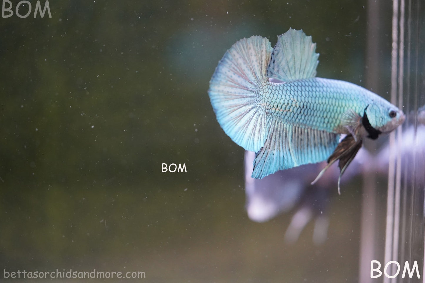 LIVE BETTA GIANT MALE BLUE SERIES 5 CM BO | BOM-A312