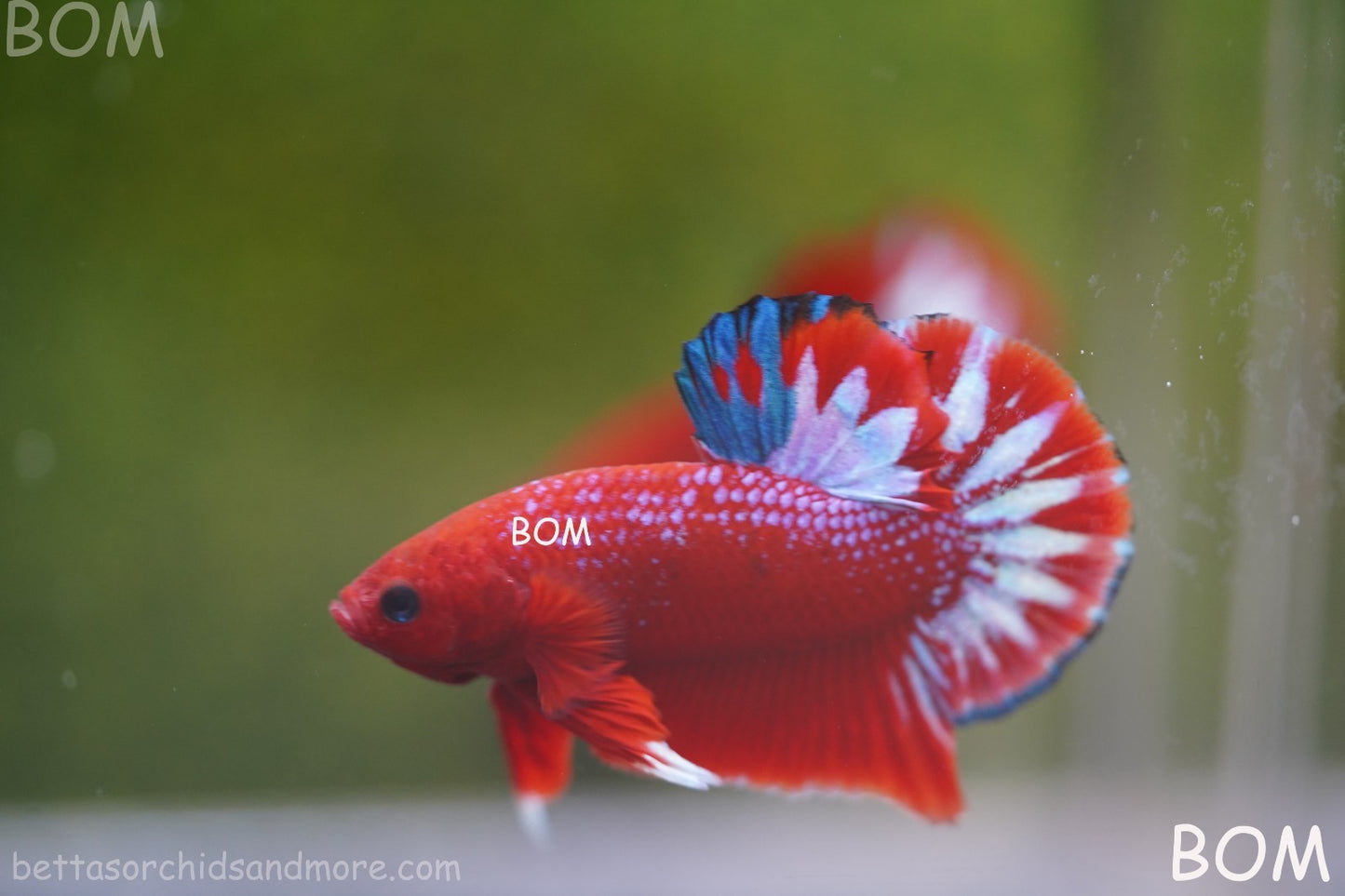 PREMIUM MALE HELLBOY HMPK BETTA Fish:Live HMPK | BOM-A270