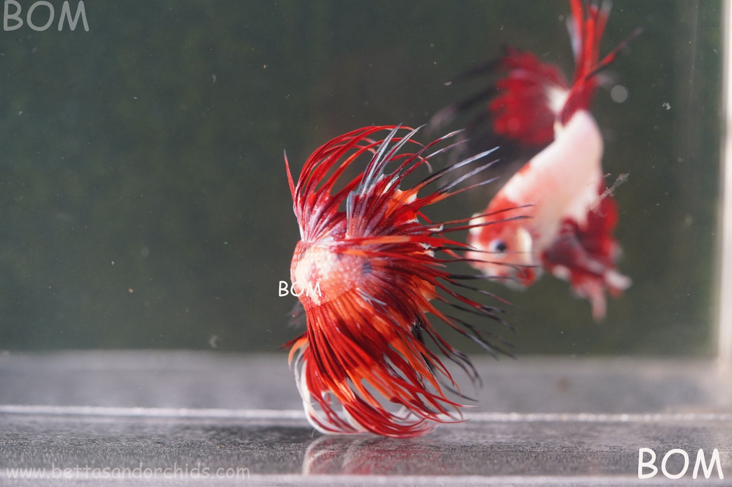 LIVE BETTA MALE CROWN FIREWORKS RED : Unique Fish | BOM-A292