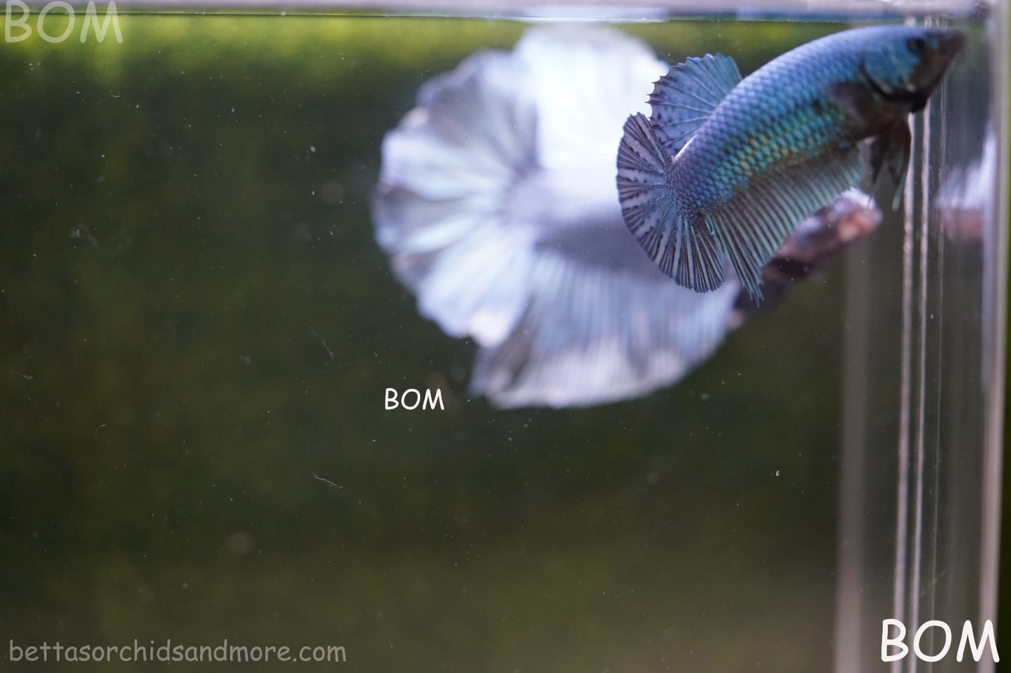 LIVE BETTA GIANT FEMALE BLUE SERIES | BOM-A311