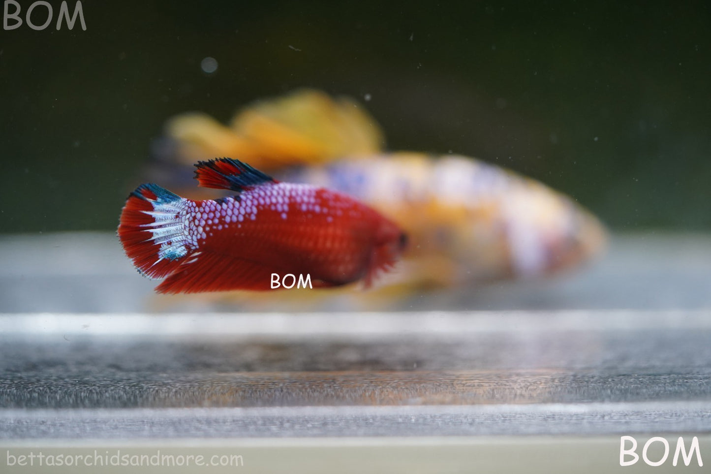PREMIUM FEMALE HELLBOY HMPK BETTA Fish:Live HMPK | BOM-A275