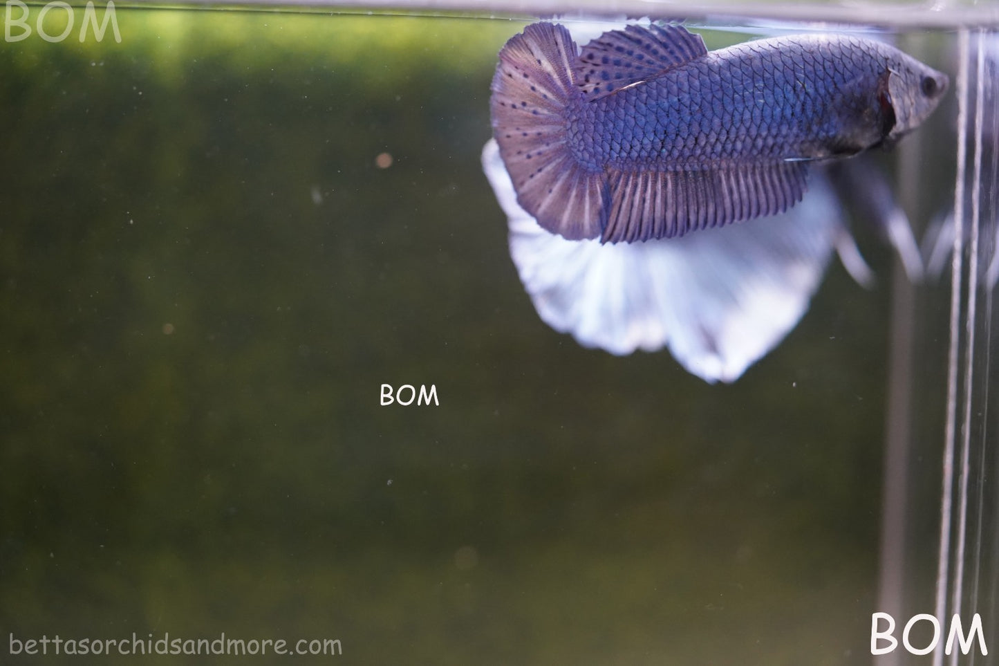 LIVE BETTA GIANT FEMALE BLUE SERIES | BOM-A308