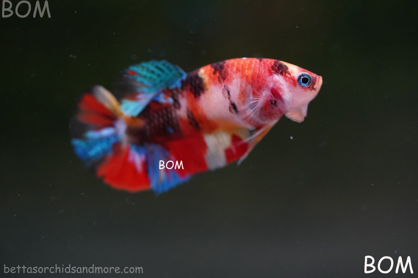 LIVE BETTTA FEMALE METALLIC MULTICOLOUR HMPK BEAUTIFUL COLOURS | BOM-A286